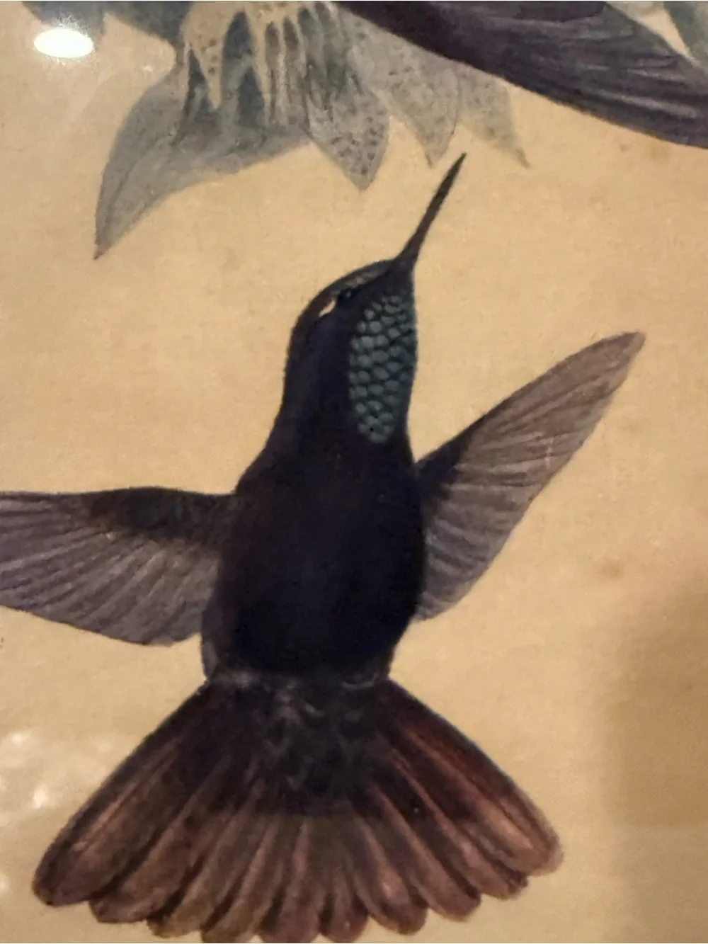 ANTIQUE GOULD HUMMINGBIRD LITHOGRAPH Hand Colored Metallura Cupreicauda